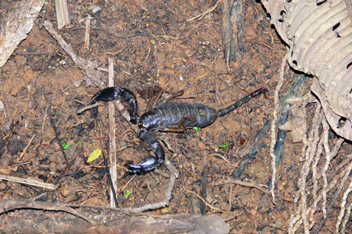 Skorpion im Vallée de Mai, Praslin