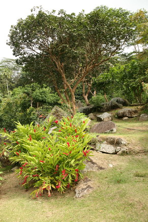 Jardin du Roi 3.jpg