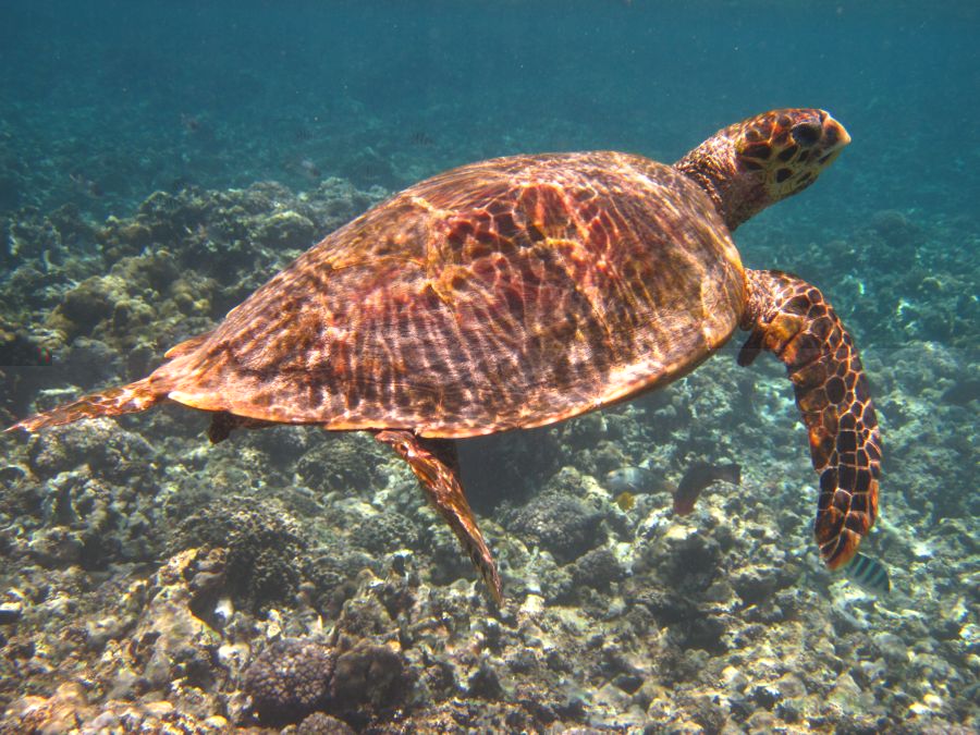 IMG_0846 kleiln.jpg