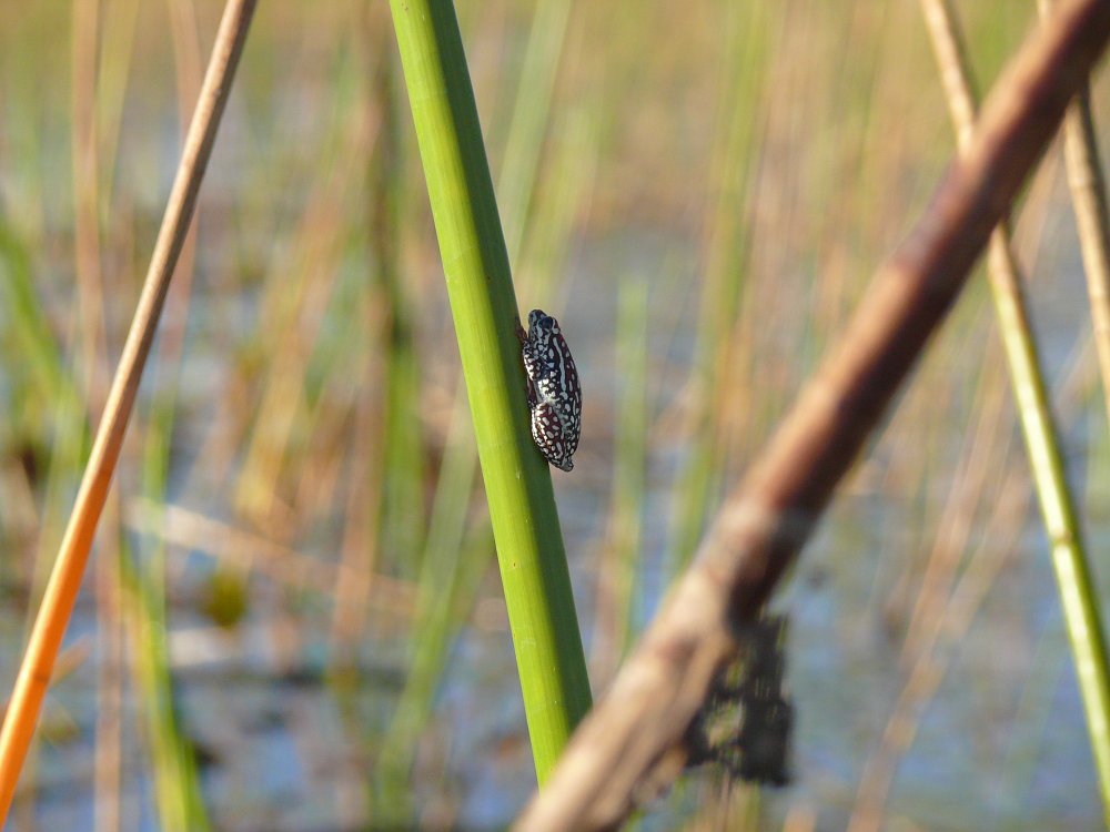 Bellfrog.jpg