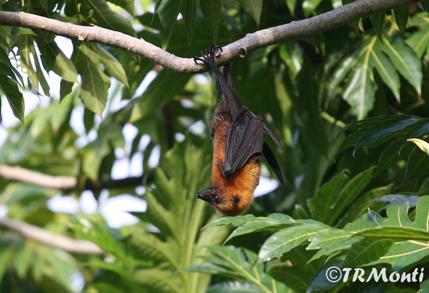 Batsss.jpg