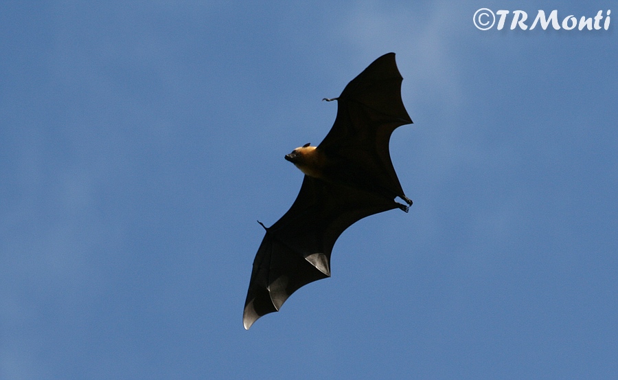 Bats1.jpg