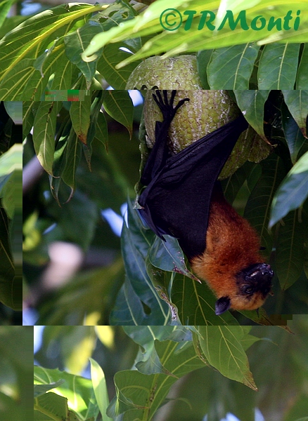 Bats2.jpg