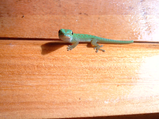Gecko auf dem Balkon, Praslin
