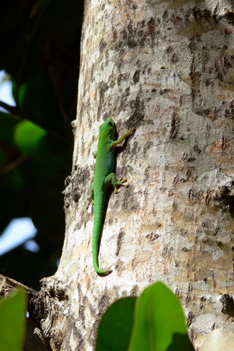 Gecko auf La Digue