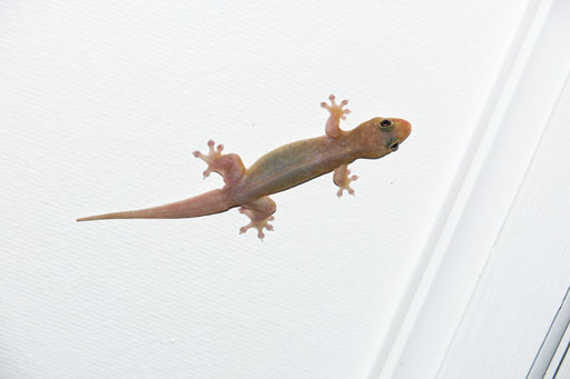Gecko im Hotel, La Digue