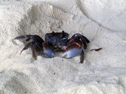 Krabbe auf La Digue, Anse la Source A Jean