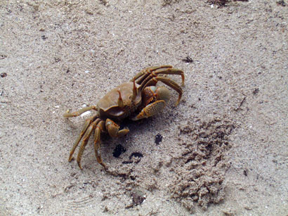 Krabbe auf Curieuse Island