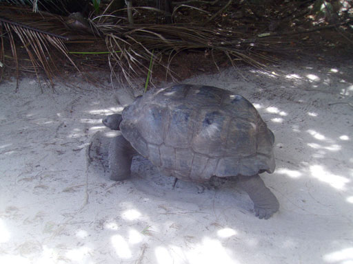 Seychellen Riesenschildkröte auf Curieuse Island
