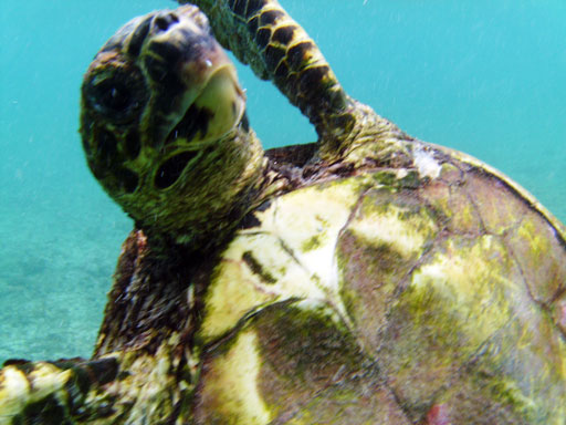 Sea Turtle vor Félicité